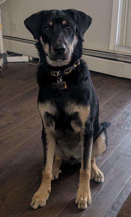 Entry image for Bubba Gump . Clicking this image will show a larger photo