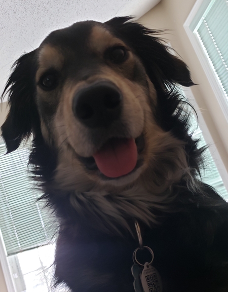 Entry image for Hank. Clicking this image will show a larger photo