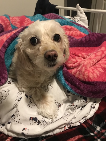 Entry image for Bunny. Clicking this image will show a larger photo