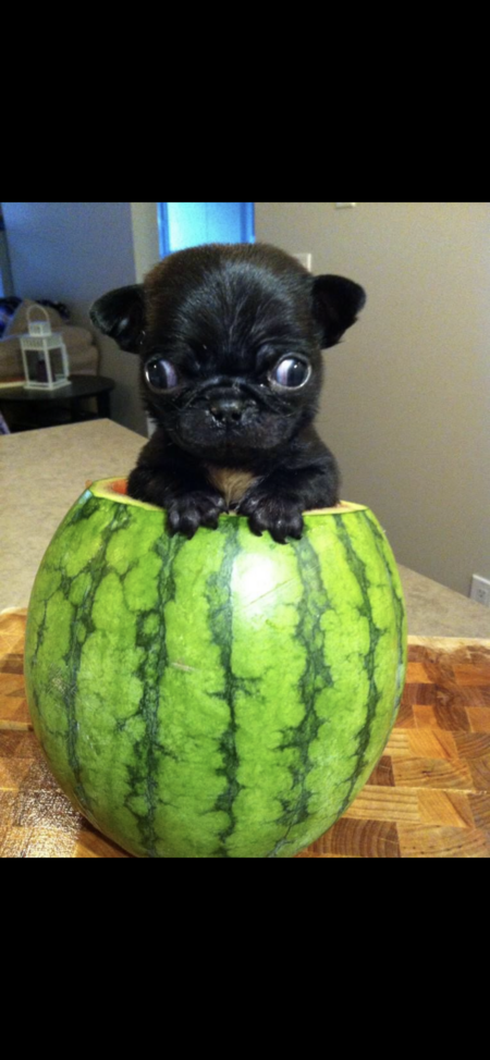 Entry image for Turbo. Clicking this image will show a larger photo