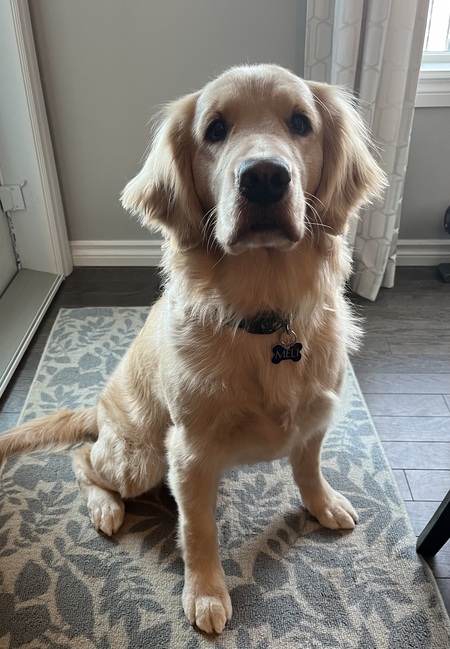 Entry image for Meli. Clicking this image will show a larger photo