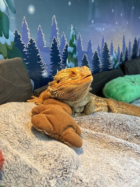 Entry image for Lincoln Montgomery (Aka: Link). Clicking this image will show a larger photo