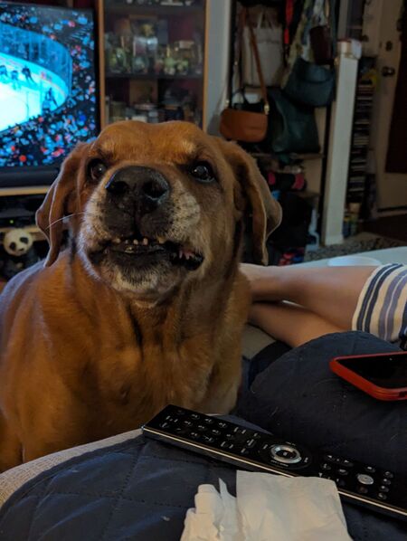 Entry image for Moose. Clicking this image will show a larger photo