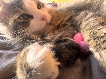 Entry image for Oliver. Clicking this image will show a larger photo