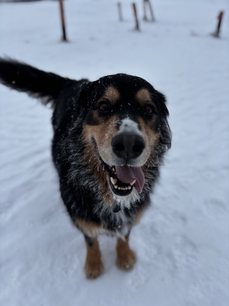 Entry image for Gus. Clicking this image will show a larger photo