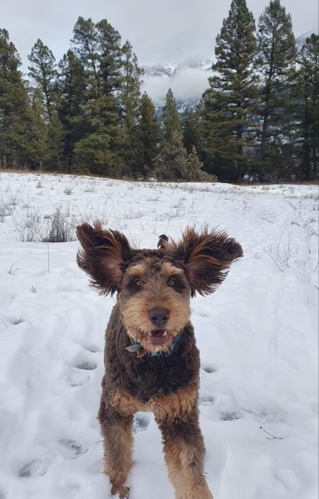 Entry image for Rowdy. Clicking this image will show a larger photo