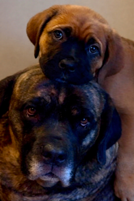 Entry image for Bella & Soleil. Clicking this image will show a larger photo