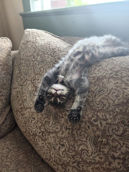 Entry image for Brewer. Clicking this image will show a larger photo