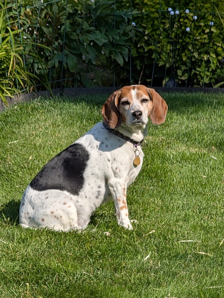 Entry image for Jewel. Clicking this image will show a larger photo