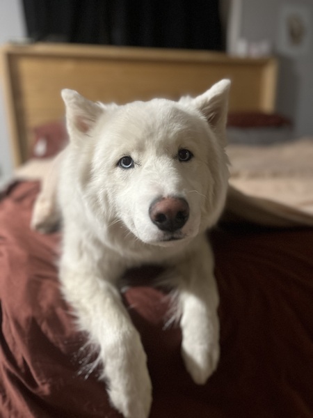 Entry image for Bubba. Clicking this image will show a larger photo