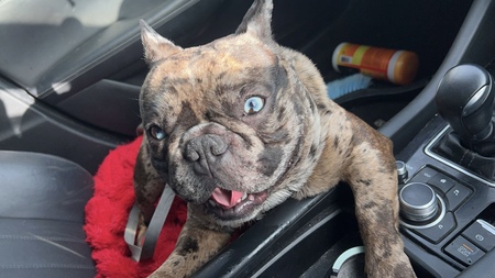 Entry image for Gotti. Clicking this image will show a larger photo