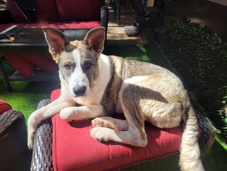 Entry image for Scooter . Clicking this image will show a larger photo