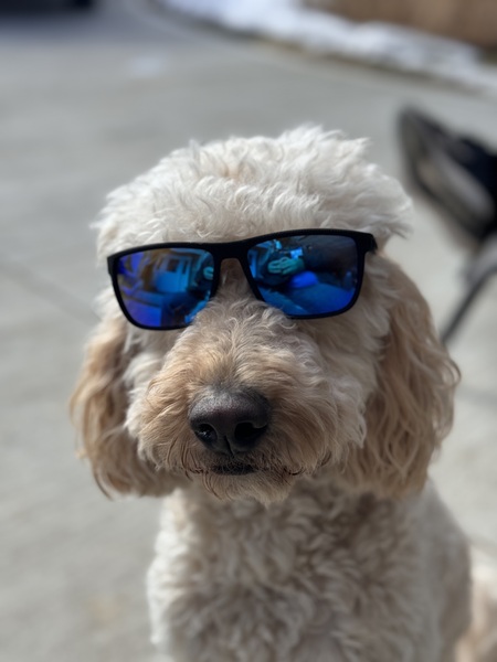 Entry image for Jax. Clicking this image will show a larger photo