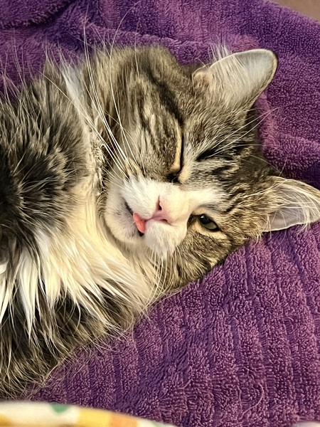 Entry image for Chandler Bing Irwin. Clicking this image will show a larger photo