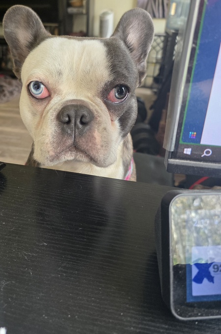 Entry image for Biggie Smallz . Clicking this image will show a larger photo