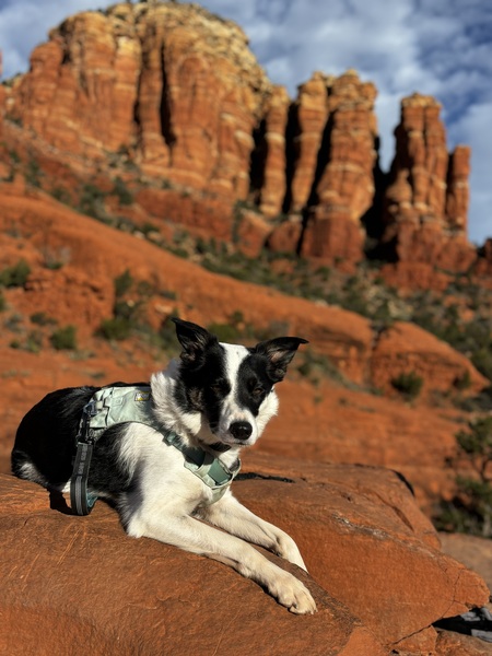 Entry image for Stella. Clicking this image will show a larger photo