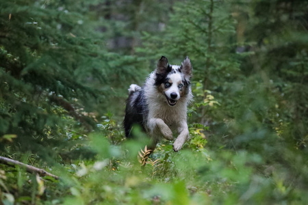 Entry image for Finn. Clicking this image will show a larger photo