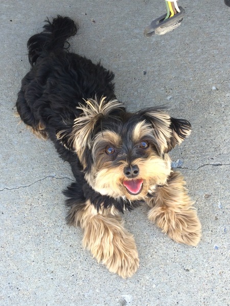 Entry image for Diesel. Clicking this image will show a larger photo