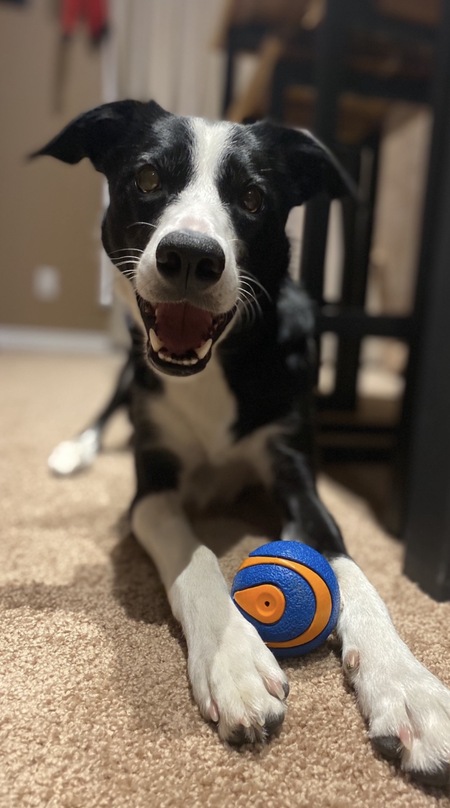 Entry image for Ruby. Clicking this image will show a larger photo