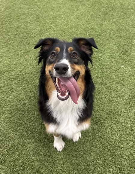 Entry image for Sadie. Clicking this image will show a larger photo