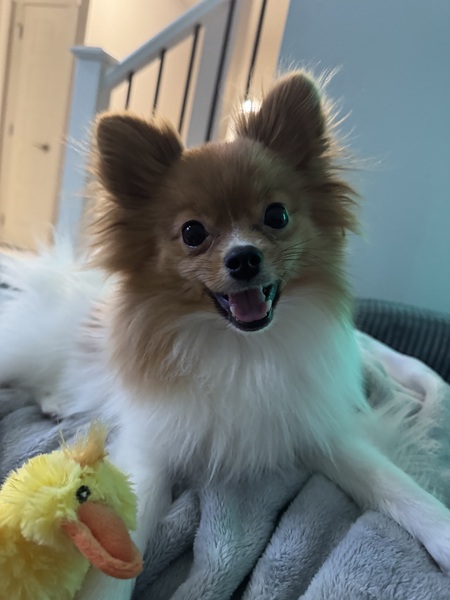 Entry image for Leo . Clicking this image will show a larger photo