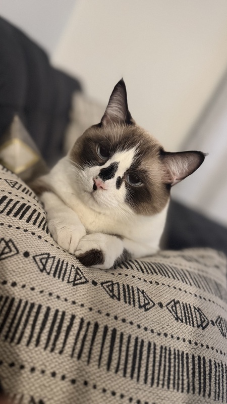 Entry image for Rocket. Clicking this image will show a larger photo