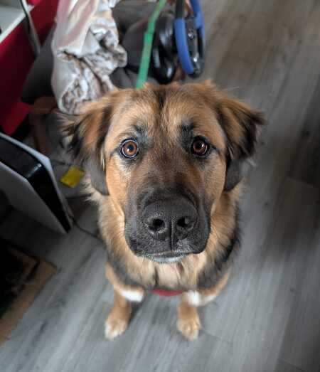 Entry image for Xena. Clicking this image will show a larger photo