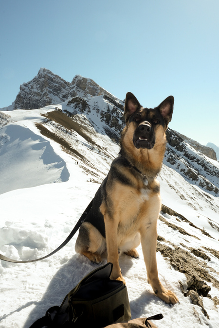 Entry image for Goose. Clicking this image will show a larger photo