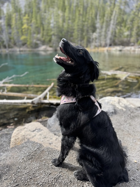 Entry image for Luna. Clicking this image will show a larger photo