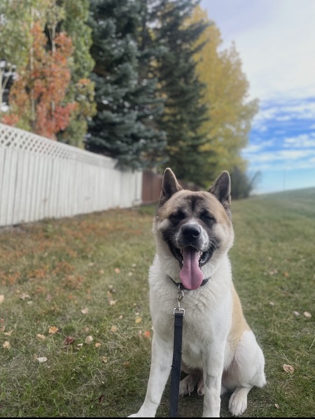 Entry image for My Profile. Clicking this image will show a larger photo