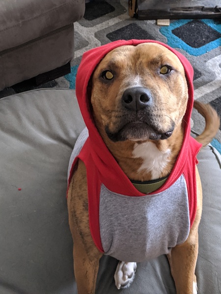 Entry image for Benny. Clicking this image will show a larger photo