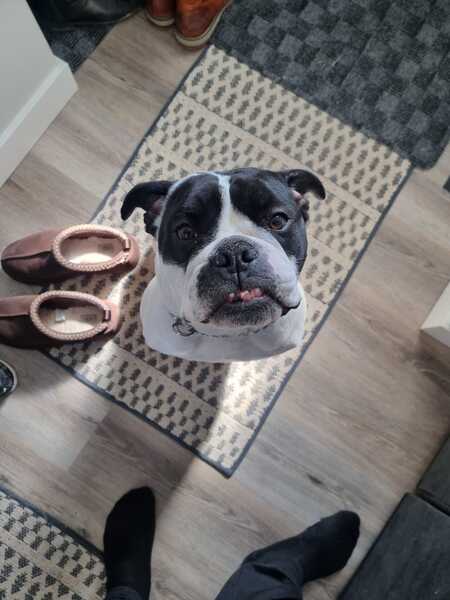 Entry image for Winston. Clicking this image will show a larger photo