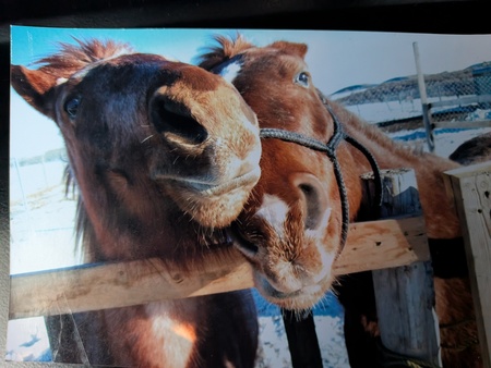 Entry image for Lilly & Casino. Clicking this image will show a larger photo