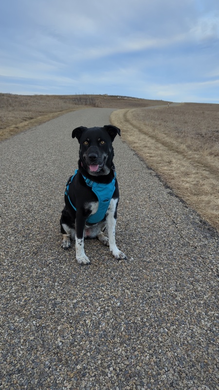 Entry image for Zisa. Clicking this image will show a larger photo