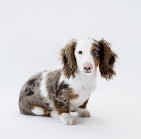 Entry image for Snoopy. Clicking this image will show a larger photo