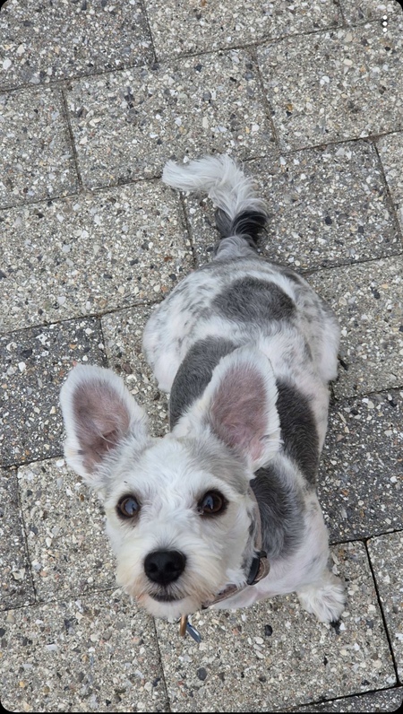 Entry image for Milo. Clicking this image will show a larger photo