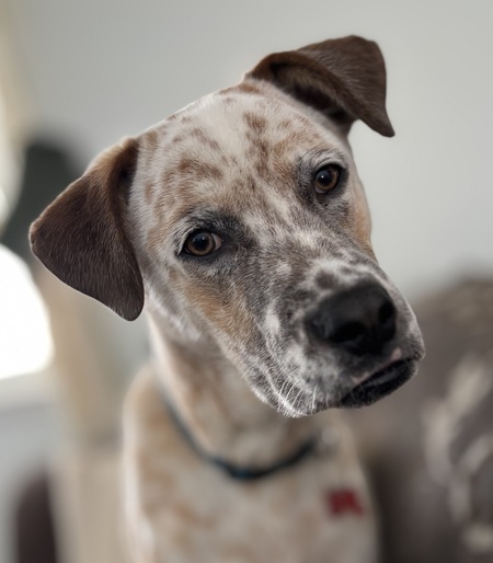 Entry image for Rusty. Clicking this image will show a larger photo