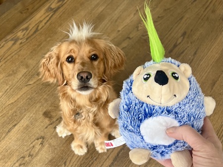 Entry image for Skyler the Wonder Dog. Clicking this image will show a larger photo