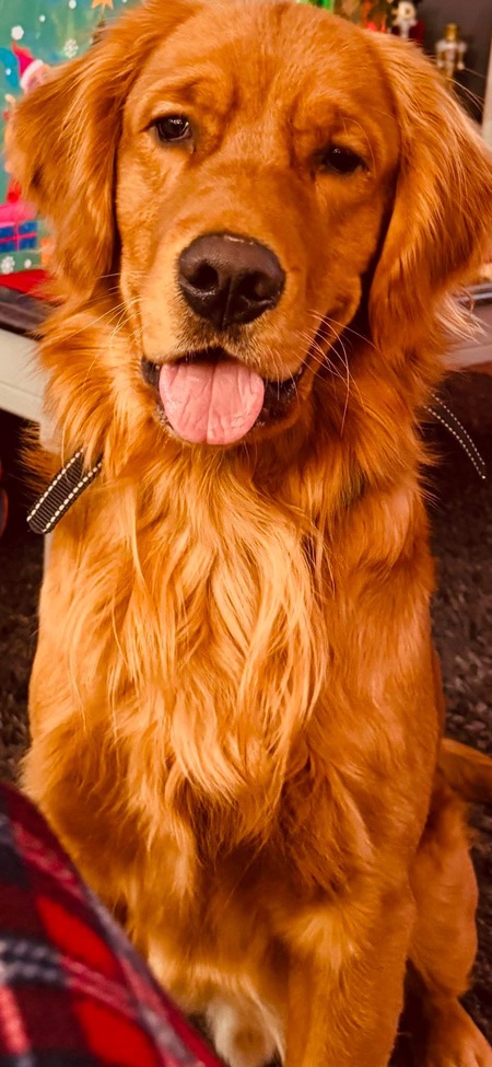 Entry image for Aari. Clicking this image will show a larger photo