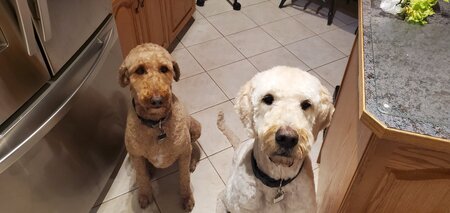 Entry image for Ollie & Griffin . Clicking this image will show a larger photo