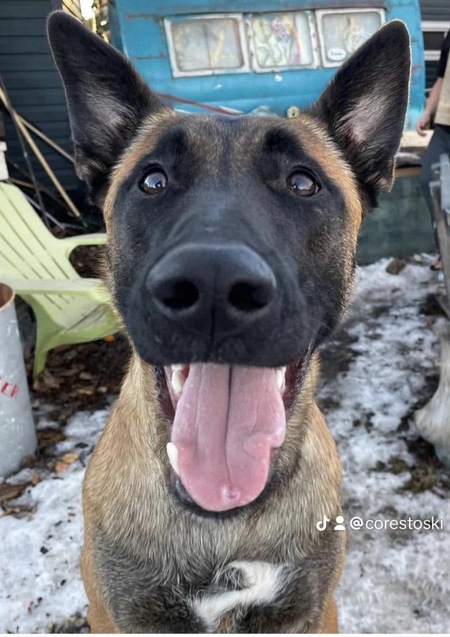 Entry image for Gunner. Clicking this image will show a larger photo