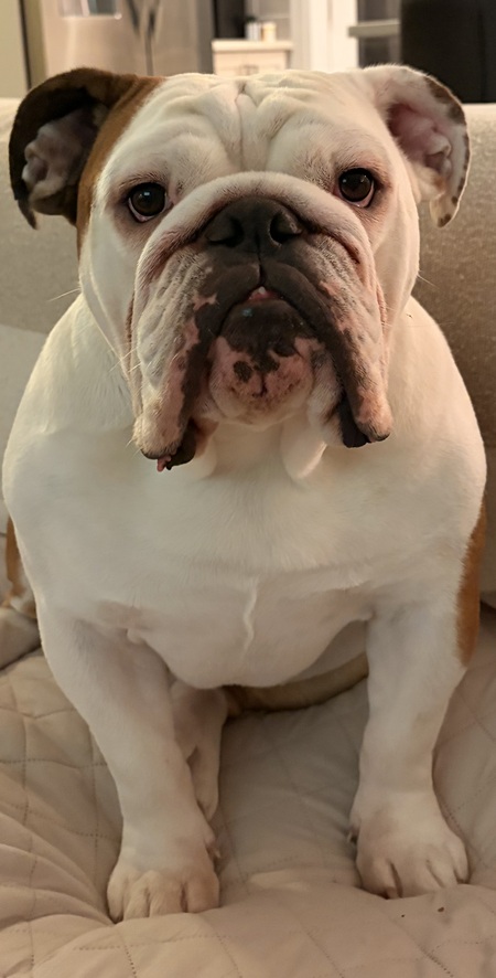 Entry image for Hemi. Clicking this image will show a larger photo