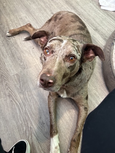 Entry image for Brennan. Clicking this image will show a larger photo