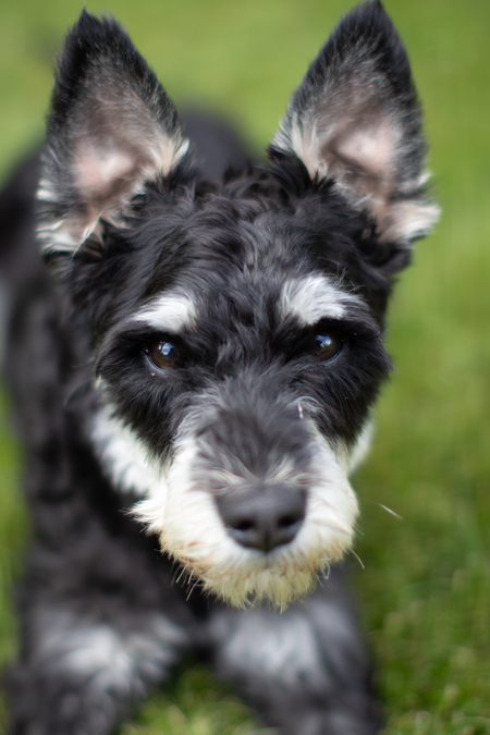 Entry image for Bentley. Clicking this image will show a larger photo