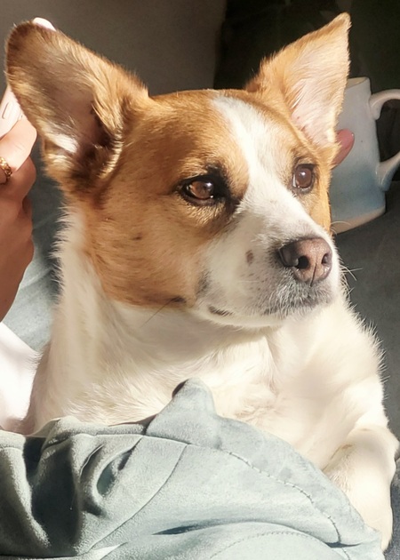 Entry image for Nuggy. Clicking this image will show a larger photo