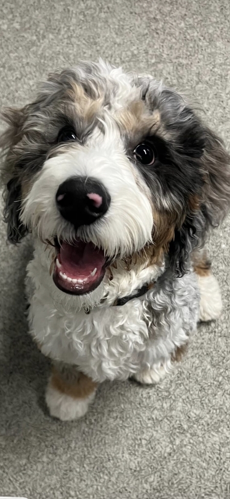 Entry image for Duke. Clicking this image will show a larger photo