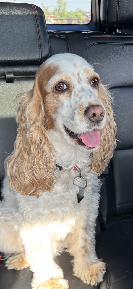 Entry image for Lola. Clicking this image will show a larger photo