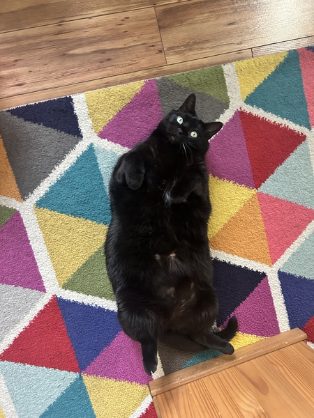 Entry image for Domino . Clicking this image will show a larger photo