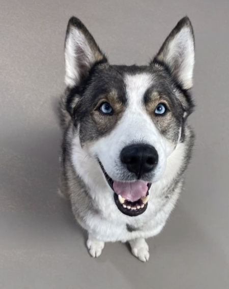 Entry image for Bear. Clicking this image will show a larger photo