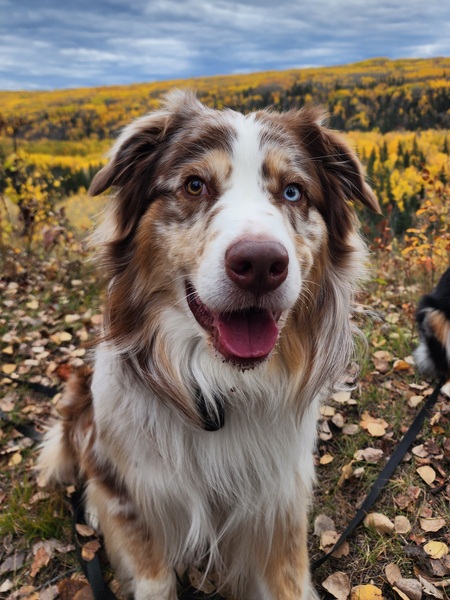 Entry image for Arlo. Clicking this image will show a larger photo